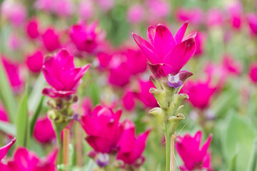 krachai flower in green nature background. beautiful Pink flower bloom in garden. Natural flower in field.