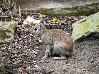 Naklejka na ściany i meble The Chacoan Mara, Dolichotis salinicola, is a small South American rodent