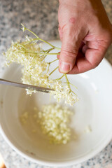 Man cutting elder flower with scissors in bowl