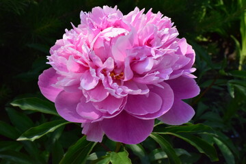 pink peony flower