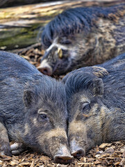A group of rare Visayan warty pigs, Sus cebifrons negrinus, resting on the ground