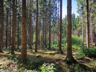 Fototapeta premium forest in autumn