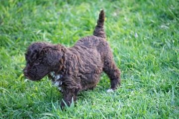 cachorros de perro de agua español