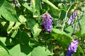 violet flowers in the garden