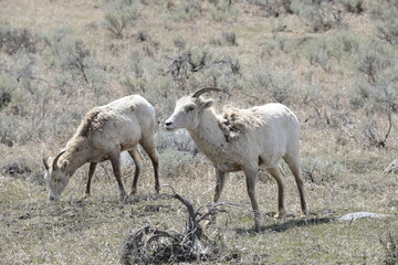 Naklejka na ściany i meble Big horn sheep, yellowstone, USA