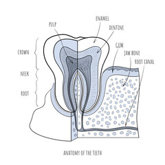 Tooth anatomy dental infographic. Medical outline vector illustaration isolated on white background.