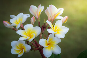 Obraz na płótnie Canvas frangipani flowers or plumeria flowers Bouquet on branch tree in morning garden background with Sunlight. Plumeria white and yellow petal blooming is beauty in garden background.