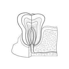 Tooth anatomy dental infographic. Medical outline vector illustration isolated on white background.
