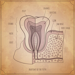 Tooth anatomy dental infographic. Medical outline vector illustaration on vintage texture background.