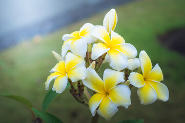 Fototapeta na wymiar frangipani flowers or plumeria flowers Bouquet on branch tree in morning garden background with Sunlight. Plumeria white and yellow petal blooming is beauty in garden background.