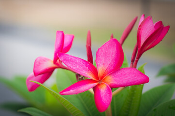 Bright pink plumeria blooms on branch tree in morning garden background  with Sunlight.Plumeria flower pink  frangipani tropical flower,Beautiful of Plumeria flower which is national flower.