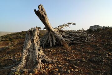 Dragon blood tree withered trunk. Socotra, Yemen