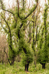 Australian bushfires aftermath: eucalyptus trees recovering after severe fire damage. Eucalyptus can survive and re-sprout from buds under their bark or from a lignotuber at the base of the tree.