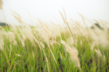 Feather Grass or Needle Grass, Nassella tenuissima, forms already at the slightest breath of wind filigree pattern.
