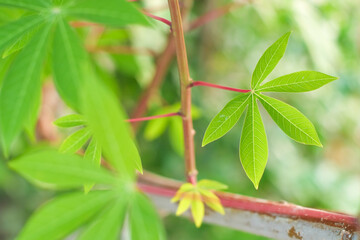 Group fresh green young leaves on branch of cassava trees in fram agriculture close-up.