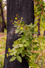 Australian bushfires aftermath: eucalyptus trees recovering after severe fire damage. Eucalyptus can survive and re-sprout from buds under their bark or from a lignotuber at the base of the tree.