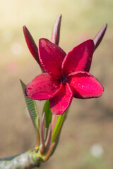 Bright pink plumeria blooms on branch tree in morning garden background  with Sunlight.Plumeria flower pink  frangipani tropical flower, spa flower