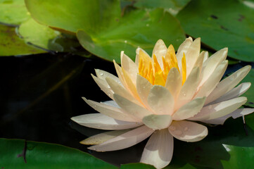 Rain drops water of beautiful waterlily or lotus flower blooming at the pond with green leaves as...