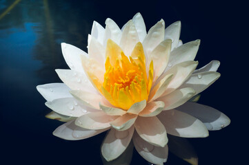Rain drops water of beautiful waterlily or lotus flower blooming at the pond with green leaves as...