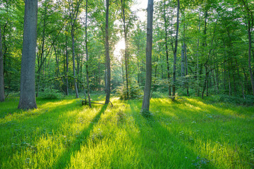Lever du soleil en forêt de chantilly