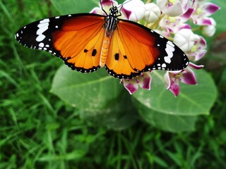 Fototapeta na wymiar beautiful butterfly sitting on flower 