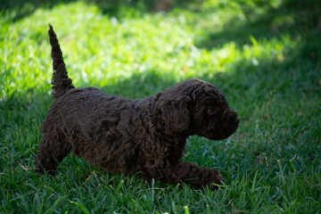 cachorros de perro de agua español