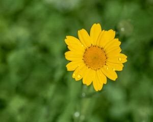 yellow daisy flower