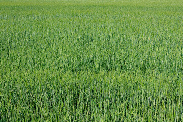 green grass field in germany on a sunny day, full frame background