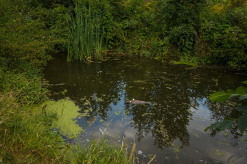 The dead fish float on the surface of the water