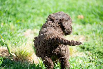 cachorros de perro de agua español