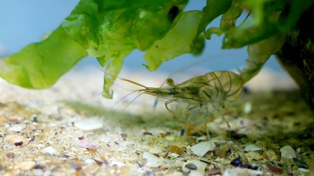 cute and funny prawn, Palaemon elegans, saltwater rockpool shrimp rest on sand bottom under Ulva algae in Black Sea marine biotope aquarium, invasive alien species with transparent body