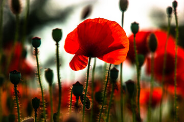 Obraz premium Poppy flower is very beautiful.