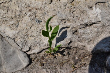 the plant breaks through the stone