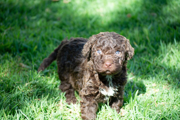 cachorros de perro de agua español