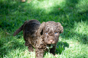 cachorros de perro de agua español