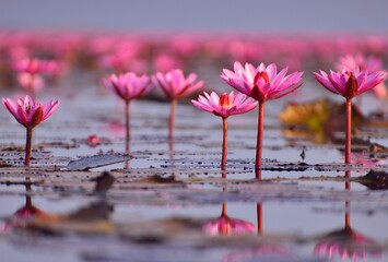 Reflection of pink water lilies in the lake, Thailand.