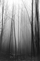 foggy morning in the forest black and white