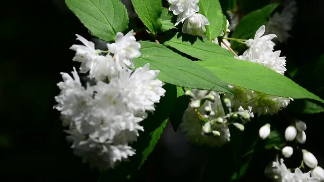 Beautiful and delicate white flowers on the bushes. Background