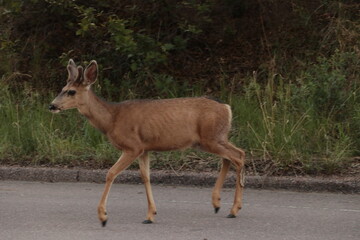 Mule Deer crossing the road