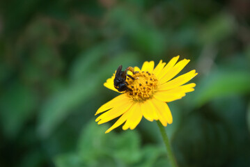 insect on yellow flower
