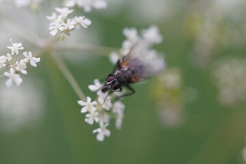 Macro Fotografie Insekten und Blumen