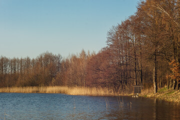 Trees on the shore of a forest lake. Lake beach with trees on a sunny day. The reflection of the blue sky in the lake. Small waves on the surface of the water. Spring 