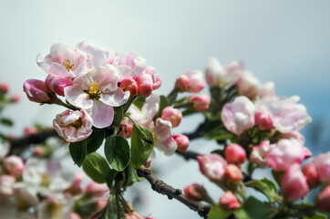 white flowers Apple trees and rosebuds many on a branch with buds against the sky