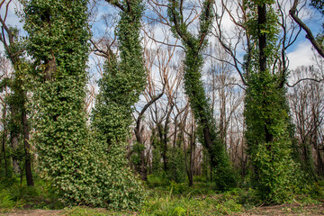 Fototapeta premium Australian bushfires aftermath: eucalyptus trees recovering after severe fire damage. Eucalyptus can survive and re-sprout from buds under their bark or from a lignotuber at the base of the tree.
