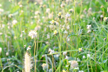 White flowers and green grasses  in the field  in Morning, wildflower background