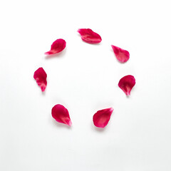 pink rose petals or peony lie around on a white background. copy space for text