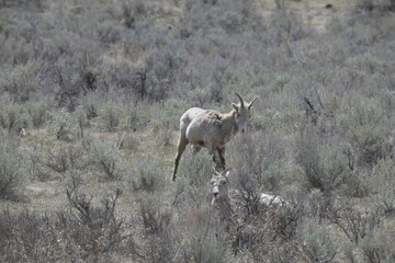 Big horn sheep, yellowstone, USA