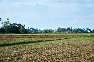 Fototapeta na wymiar Abandoned paddy fields at the village