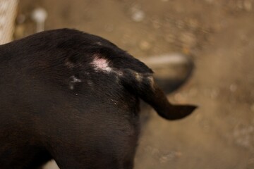 American stafforshire terrien dog in Slovak gypsy village with skin disease. Demodex sick. Sad suffer dog .