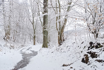 snow covered trees